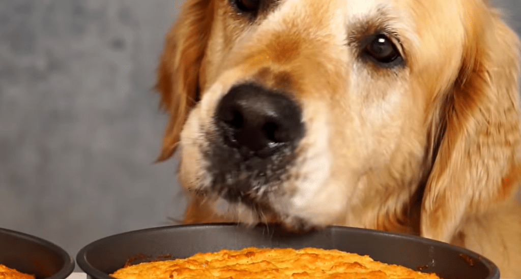 Homemade dog-friendly cake decorated with fresh fruits and a bone-shaped treat on top