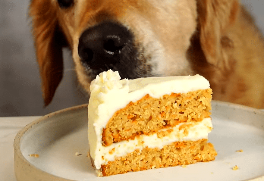 Homemade dog-friendly cake decorated with fresh fruits and a bone-shaped treat on top